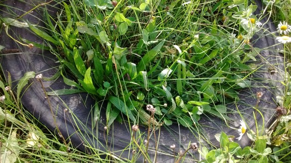 IMG_20180921_153241813