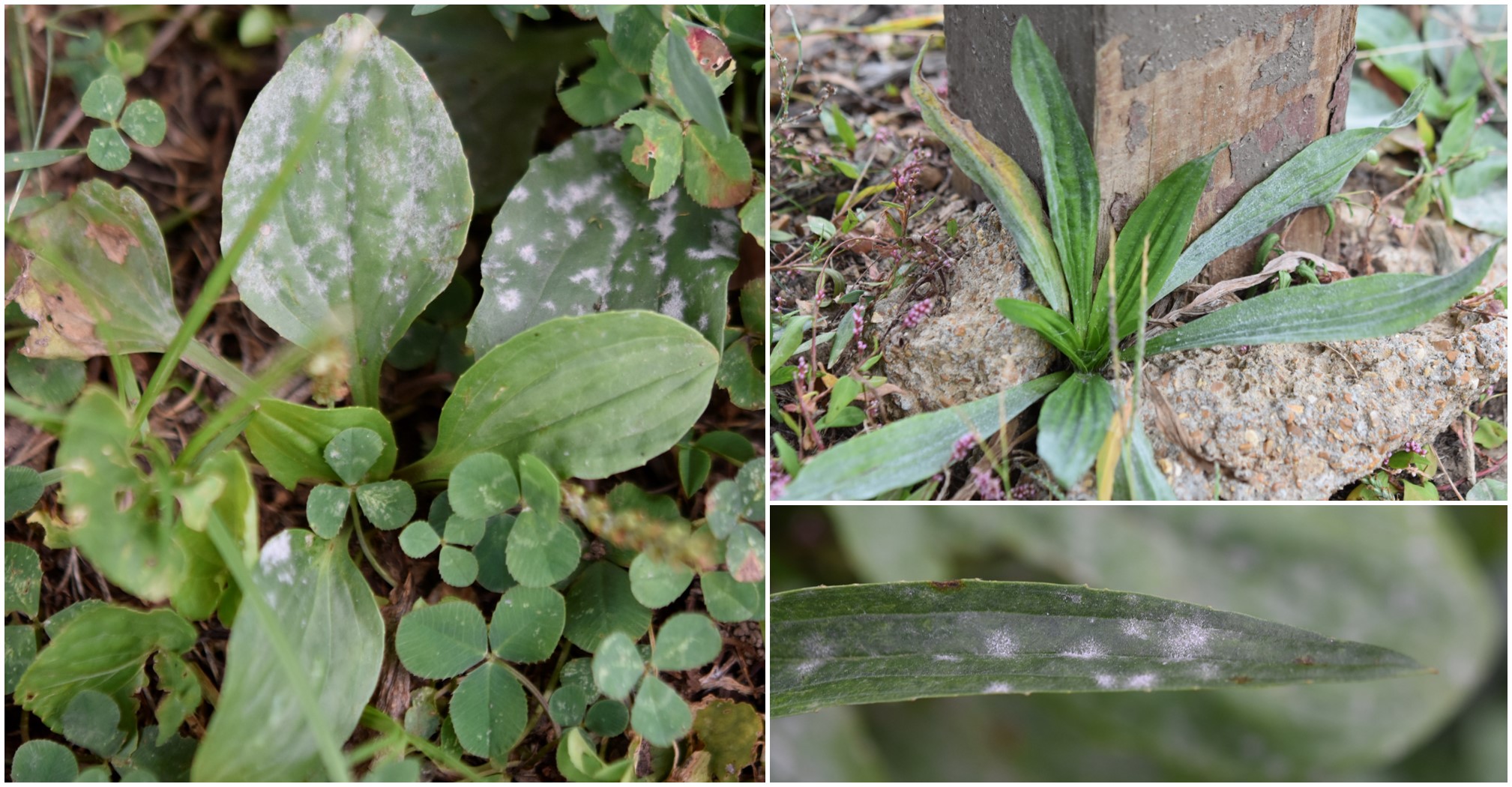 PowderyMildew_iNat_ProjectBanner